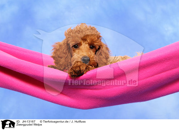 Zwergpudel Welpe / Miniature Poodle Puppy / JH-13167