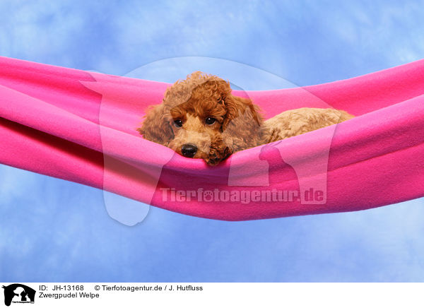 Zwergpudel Welpe / Miniature Poodle Puppy / JH-13168