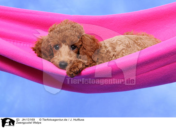 Zwergpudel Welpe / Miniature Poodle Puppy / JH-13169
