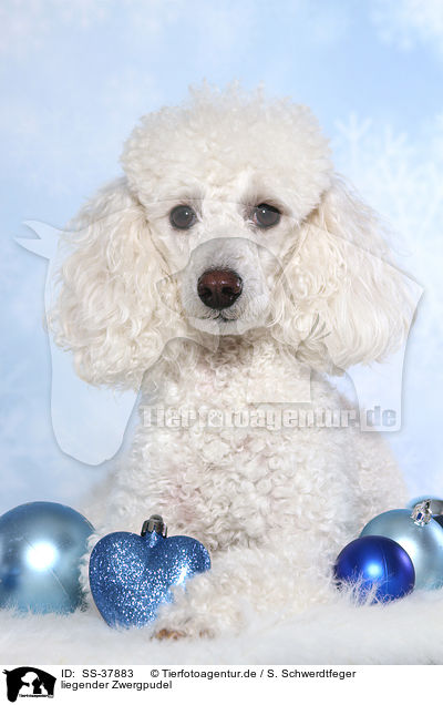 liegender Zwergpudel / lying Miniature Poodle / SS-37883