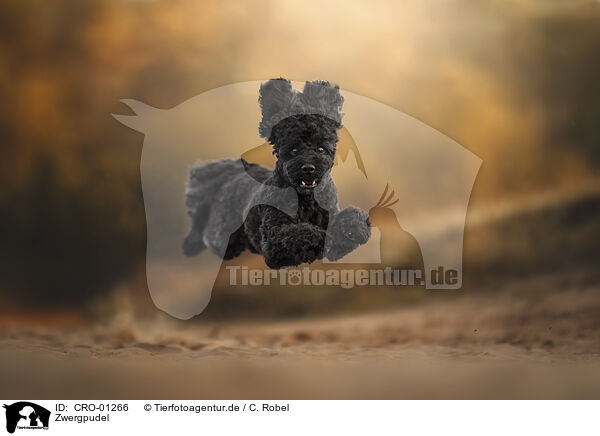 Zwergpudel / Toy Poodle / CRO-01266