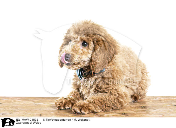 Zwergpudel Welpe / Toy Poodle Puppy / MAW-01833