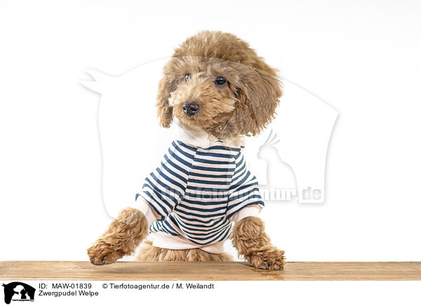 Zwergpudel Welpe / Toy Poodle Puppy / MAW-01839