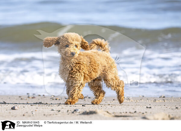 Zwergpudel Welpe / Toy Poodle Puppy / MAW-01845