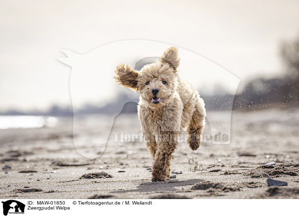 Zwergpudel Welpe / Toy Poodle Puppy / MAW-01850