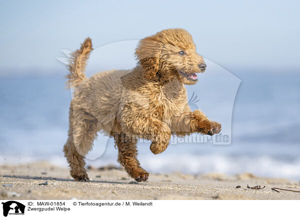 Zwergpudel Welpe / Toy Poodle Puppy / MAW-01854