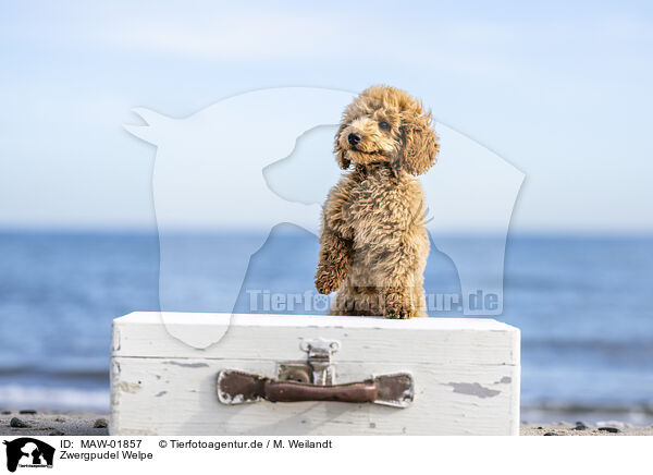 Zwergpudel Welpe / Toy Poodle Puppy / MAW-01857