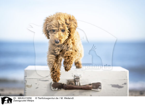 Zwergpudel Welpe / Toy Poodle Puppy / MAW-01858