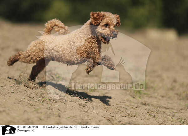 Zwergpudel / Miniature Poodle / KB-16310