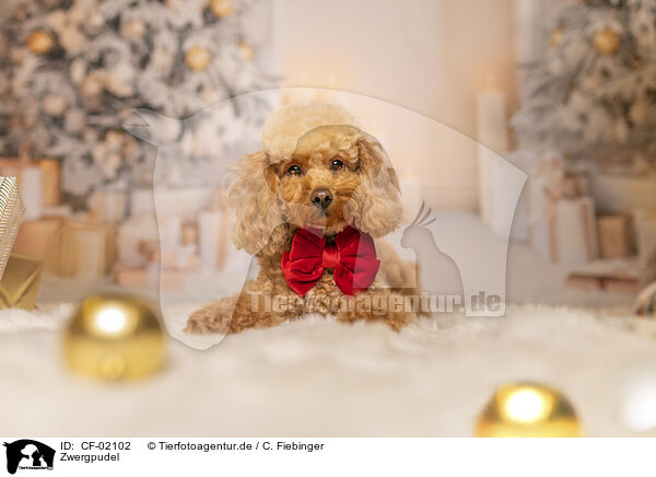 Zwergpudel / Miniature Poodle / CF-02102