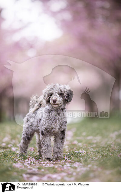 Zwergpudel / Toy poodle / MW-29898