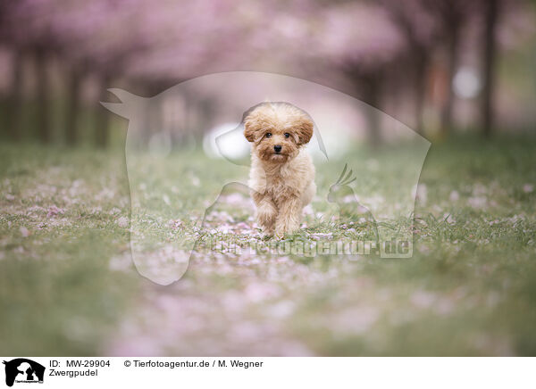 Zwergpudel / Toy poodle / MW-29904