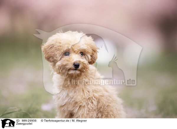 Zwergpudel / Toy poodle / MW-29906