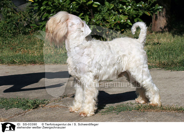 stehender weier Zwergschnauzer / standing white miniature schnauzer / SS-03390