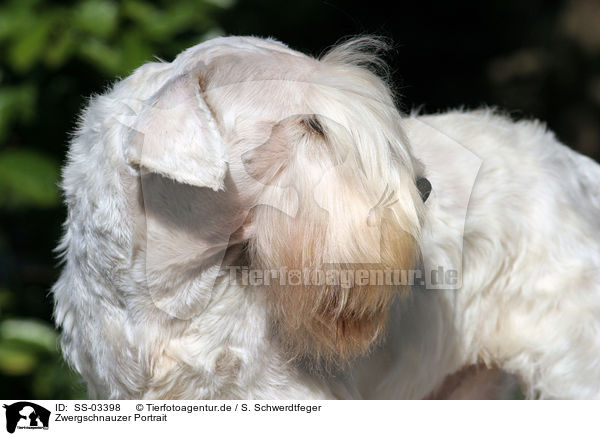 Zwergschnauzer Portrait / Miniature Schnauzer Portrait / SS-03398