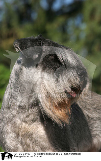 Zwergschnauzer Portrait / Miniature Schnauzer Portrait / SS-03407