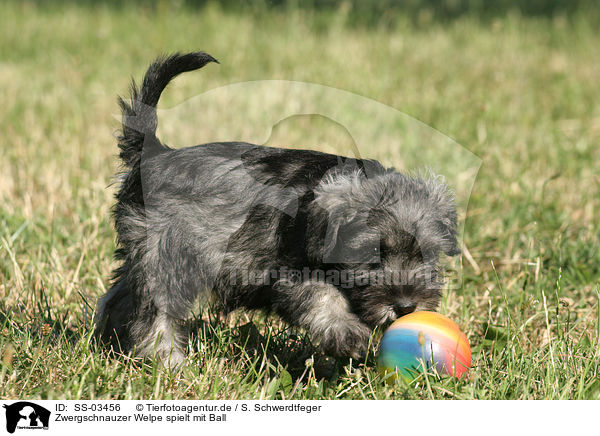 Zwergschnauzer Welpe spielt mit Ball / playing Miniature Schnauzer puppy / SS-03456