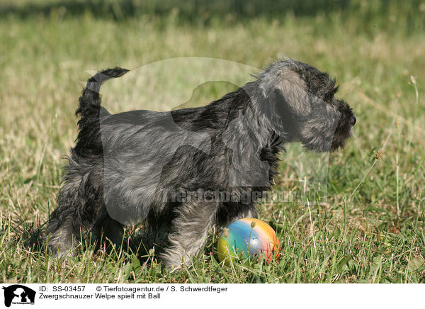 Zwergschnauzer Welpe spielt mit Ball / playing Miniature Schnauzer puppy / SS-03457