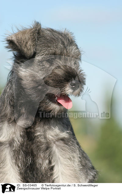 Zwergschnauzer Welpe Portrait / Miniature Schnauzer puppy portrait / SS-03465