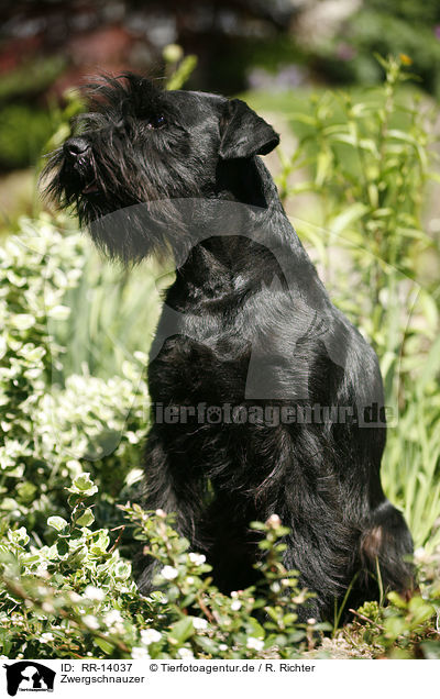 Zwergschnauzer / Miniature Schnauzer / RR-14037