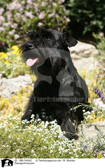 Zwergschnauzer / Miniature Schnauzer / RR-14042