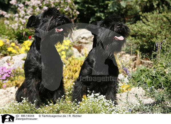 Zwergschnauzer / Miniature Schnauzer / RR-14044