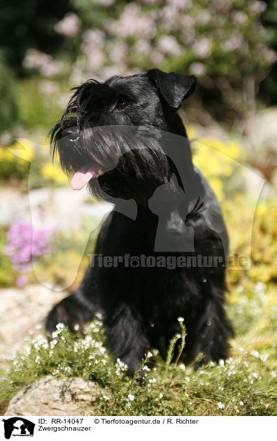 Zwergschnauzer / Miniature Schnauzer / RR-14047