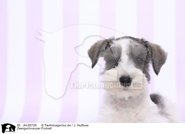 Zwergschnauzer Portrait / Miniature Schnauzer Portrait / JH-26726