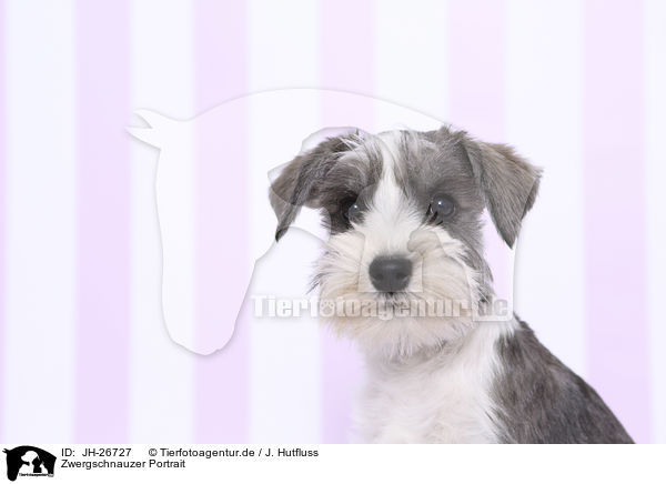 Zwergschnauzer Portrait / Miniature Schnauzer Portrait / JH-26727