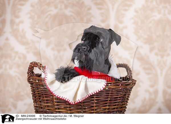 Zwergschnauzer mit Weihnaachtsdeko / Miniature schnauzer with Christmas decoration / MW-24896