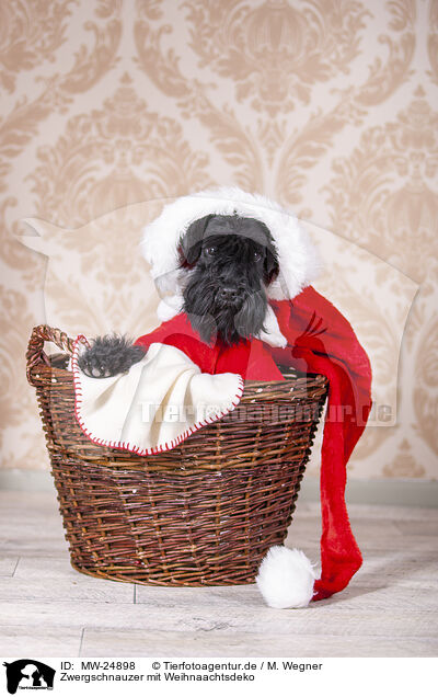 Zwergschnauzer mit Weihnaachtsdeko / Miniature schnauzer with Christmas decoration / MW-24898