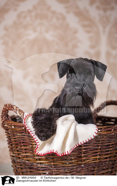 Zwergschnauzer im Krbchen / Miniature schnauzer in basket / MW-24900