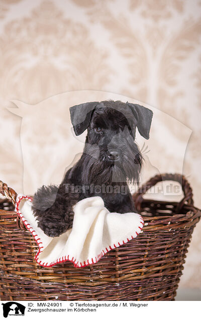 Zwergschnauzer im Krbchen / Miniature schnauzer in basket / MW-24901