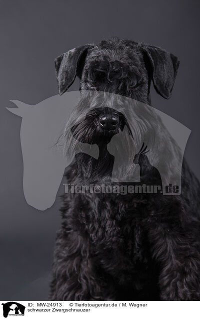 schwarzer Zwergschnauzer / black Miniature Schnauzer / MW-24913