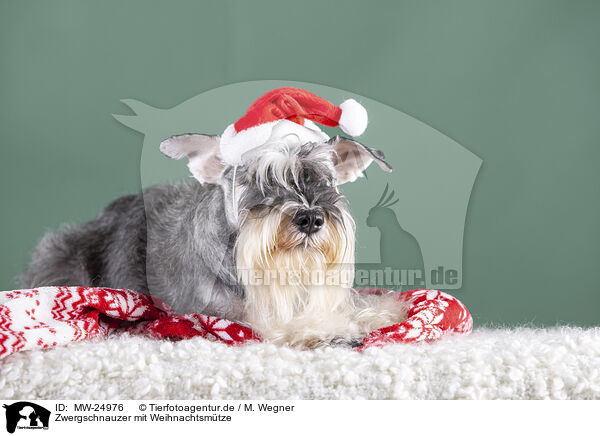 Zwergschnauzer mit Weihnachtsmtze / Miniature schnauzer with Christmas hat / MW-24976