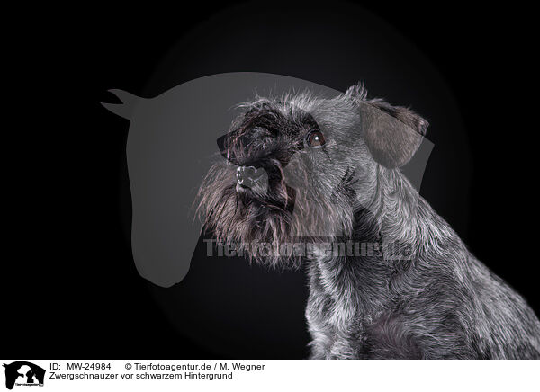 Zwergschnauzer vor schwarzem Hintergrund / Miniature Schnauzer in front of black background / MW-24984