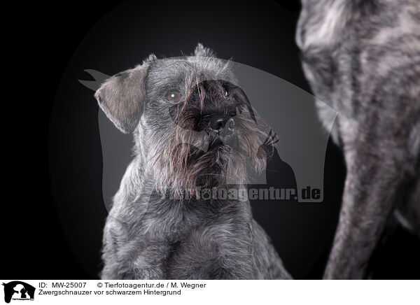 Zwergschnauzer vor schwarzem Hintergrund / Miniature Schnauzer in front of black background / MW-25007