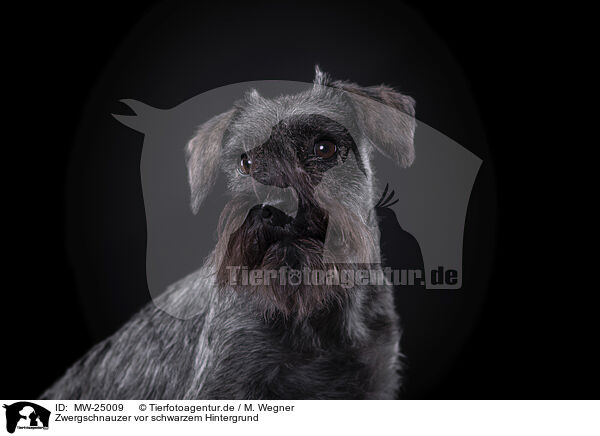 Zwergschnauzer vor schwarzem Hintergrund / Miniature Schnauzer in front of black background / MW-25009