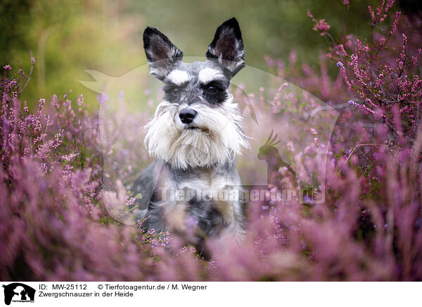 Zwergschnauzer in der Heide / MW-25112