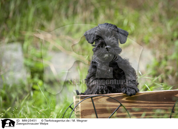 Zwergschnauzer Welpe / Miniature Schnauzer puppy / MW-25451