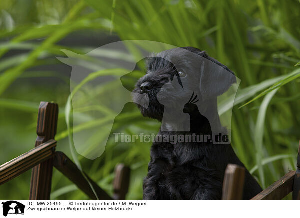 Zwergschnauzer Welpe auf kleiner Holzbrcke / Miniature schnauzer puppy on small wooden bridge / MW-25495