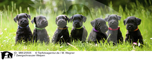 7 Zwergschnauzer Welpen / 7 Miniature Schnauzer puppies / MW-25505