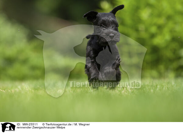 rennender Zwergschnauzer Welpe / running Miniature Schnauzer puppy / MW-25511