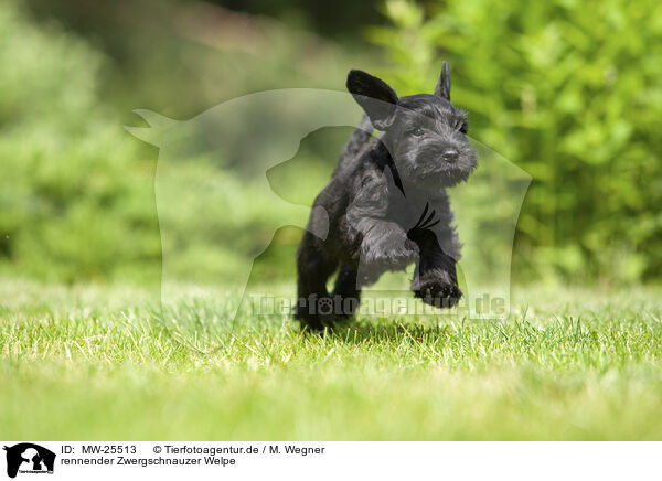 rennender Zwergschnauzer Welpe / running Miniature Schnauzer puppy / MW-25513