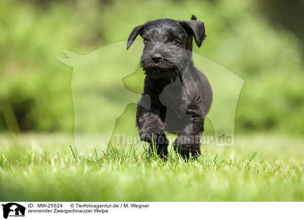 rennender Zwergschnauzer Welpe / running Miniature Schnauzer puppy / MW-25524