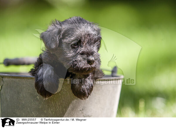 Zwergschnauzer Welpe in Eimer / Miniature schnauzer puppy in bucket / MW-25557