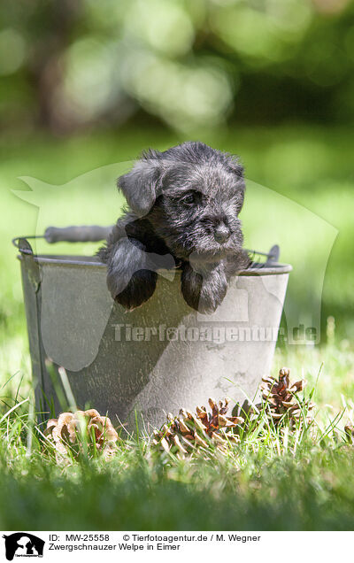 Zwergschnauzer Welpe in Eimer / Miniature schnauzer puppy in bucket / MW-25558