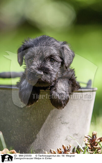 Zwergschnauzer Welpe in Eimer / Miniature schnauzer puppy in bucket / MW-25559