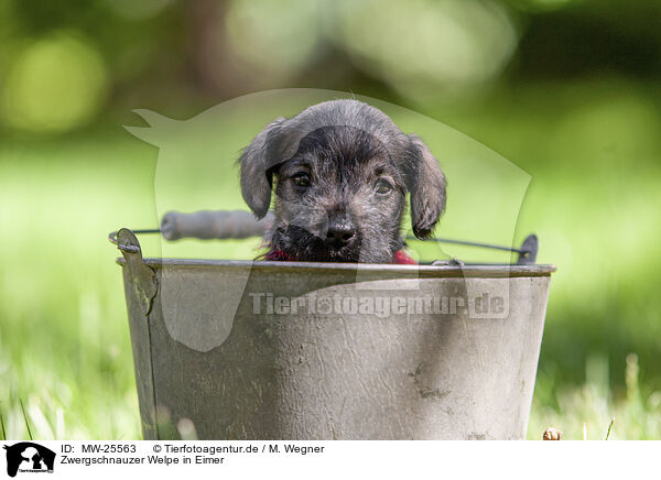 Zwergschnauzer Welpe in Eimer / Miniature schnauzer puppy in bucket / MW-25563