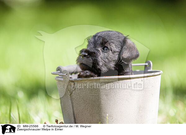 Zwergschnauzer Welpe in Eimer / Miniature schnauzer puppy in bucket / MW-25566